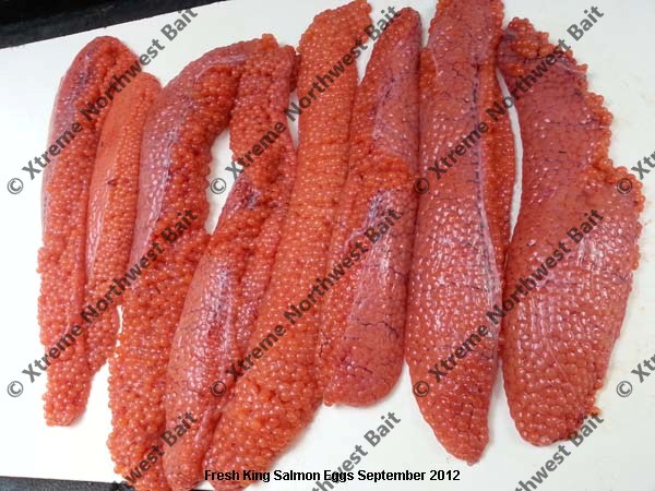 Fresh Salmon Egg, Fresh Salmon Roe, Xtreme Northwest Bait Co